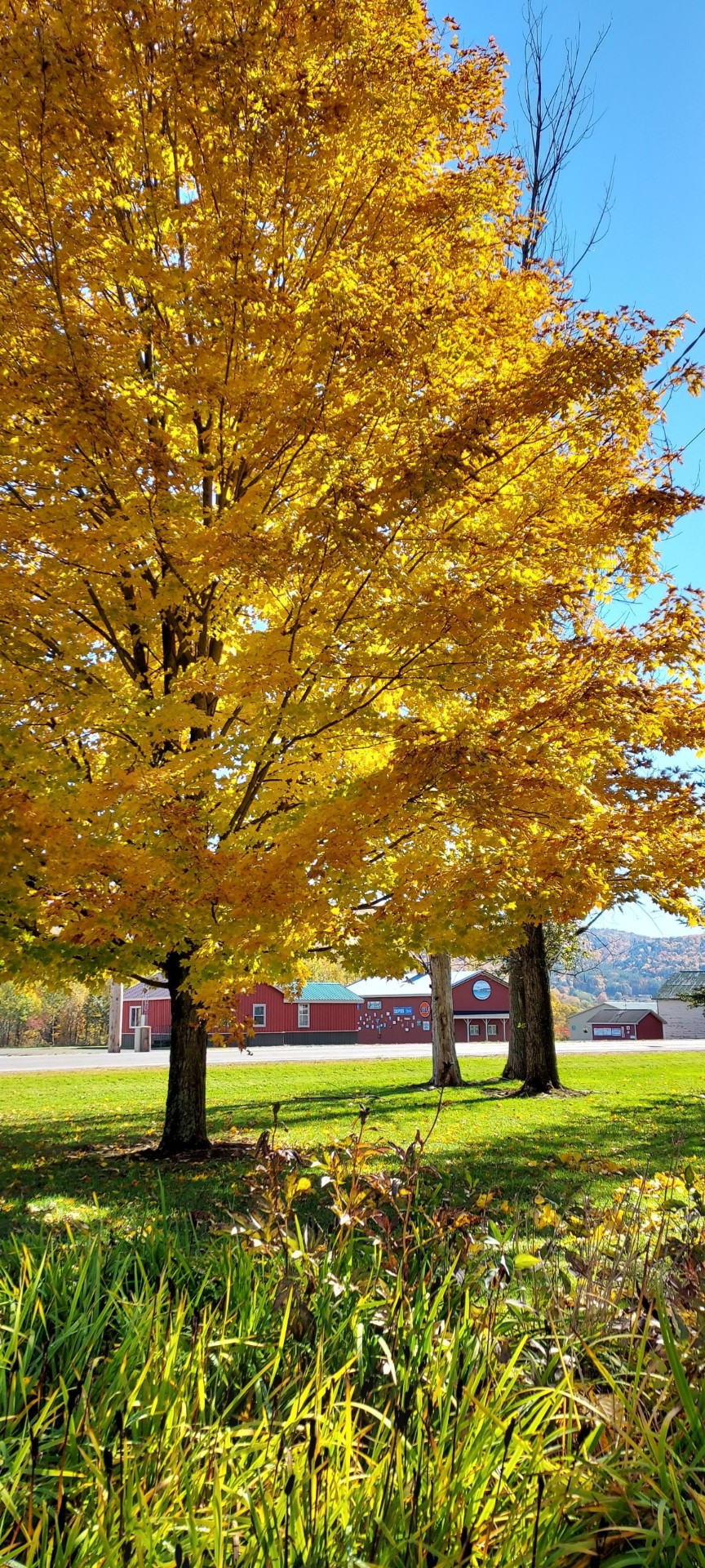 Golden maple trees framing the red hangar in autumn